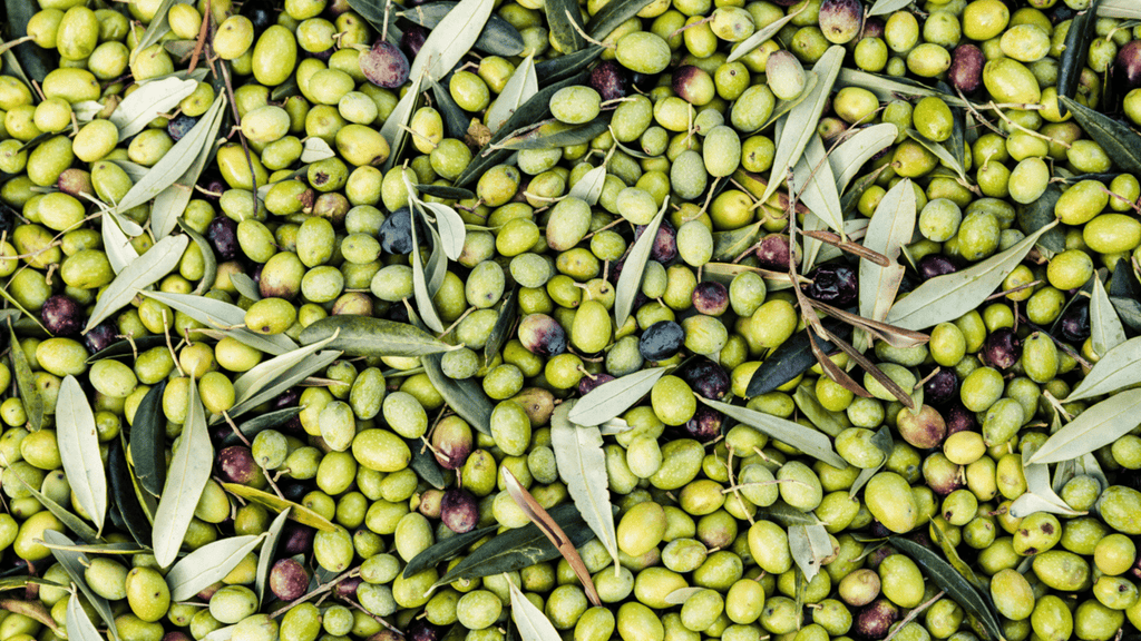 What color olives are used to make olive oil?